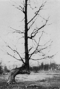 Trail Tree Photo Property of Downes Studio