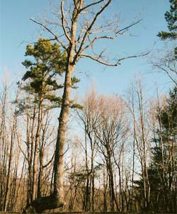 Dennis Downes Trail Tree Research