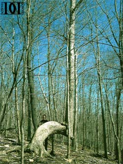 Dennis Downes Trail Tree Research