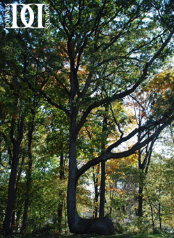 Great Lakes  Trail Marker Tree