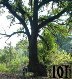 Northern Illinois Trail Marker Tree